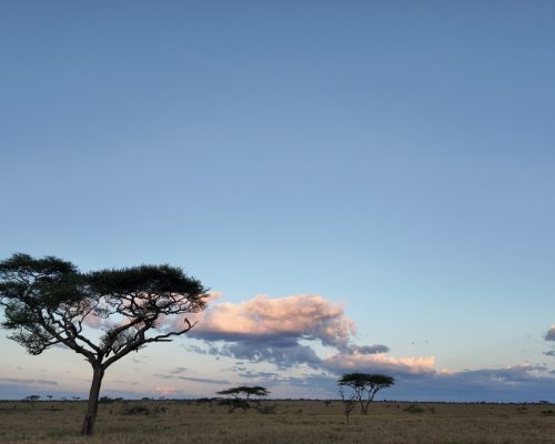 safari