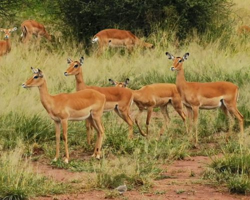 SAFARI