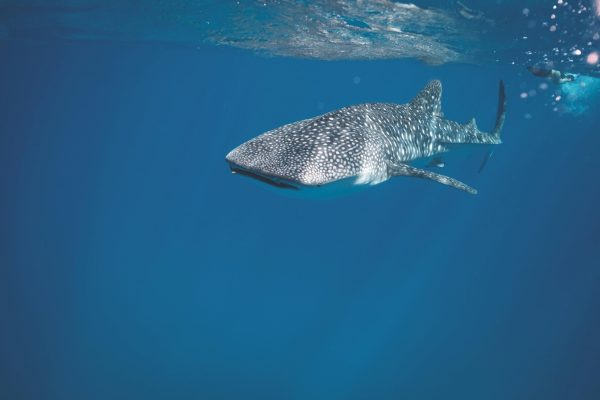 zanzibar06